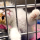 Illustration for article titled Is the California Drought Producing More Homeless Kittens?